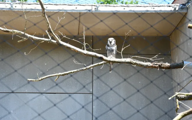 Zoo v Hluboké nad Vltavou má novou expozici sov