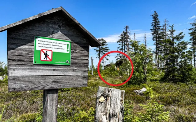Turisté na Šumavě při sběru borůvek vstupují i na přísně zakázaná místa. Riskují tak pokuty v řádech tisíců