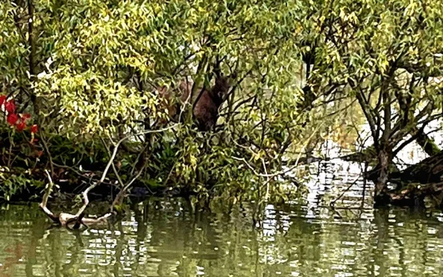 Ze zoologické v Hluboké nad Vltavou utekl dnes kozorožec, hasiči jej chytili