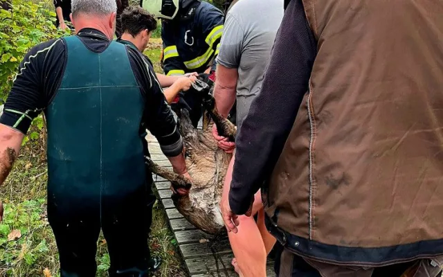 Ze zoologické v Hluboké nad Vltavou utekl dnes kozorožec, hasiči jej chytili