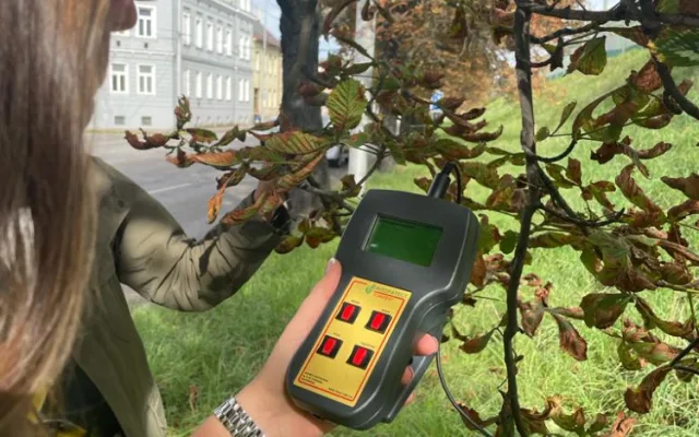 Letní měření kondice stromů