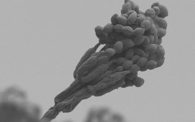 Snímek Cordyceps z elektronového mikroskopu