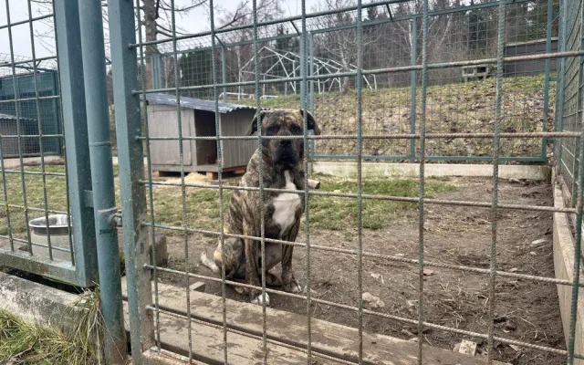 V útulku se starají o několik psů, které následně nabízí případným zájemcům.