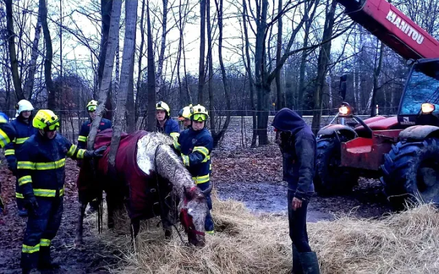 VIDEO: Hasiči pomáhali kobyle na nohy. Poté si zvíře převzala veterinářka