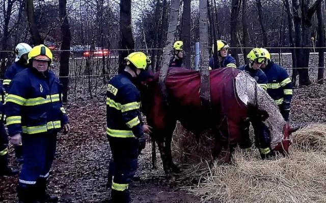 VIDEO: Hasiči pomáhali kobyle na nohy. Poté si zvíře převzala veterinářka