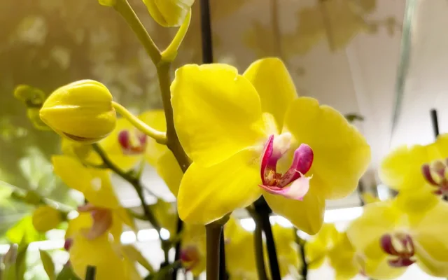 Objevte exotickou krásu orchidejí a dalších rostlin v Jihočeském muzeu