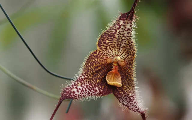 Objevte exotickou krásu orchidejí a dalších rostlin v Jihočeském muzeu