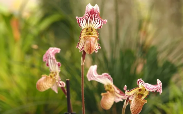 Objevte exotickou krásu orchidejí a dalších rostlin v Jihočeském muzeu