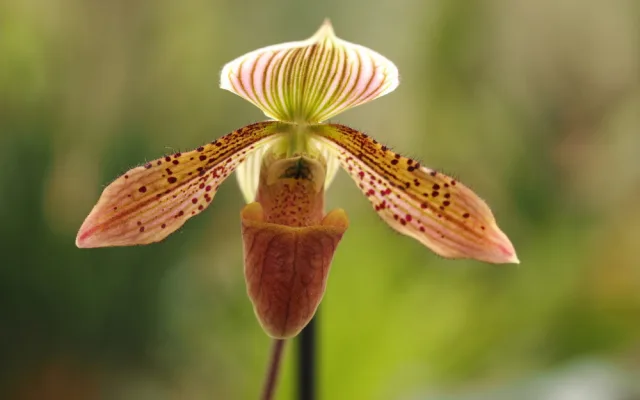 Objevte exotickou krásu orchidejí a dalších rostlin v Jihočeském muzeu