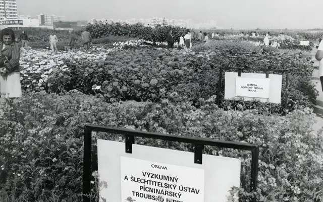 Pokusná políčka v roc  1985
