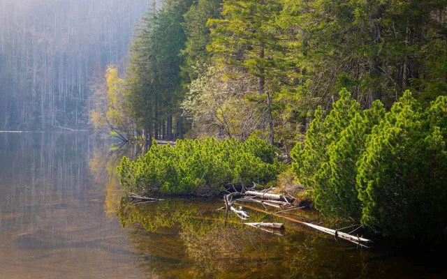 Běhej lesy Železná Ruda: Premiérové lesní běžecké dobrodružství v CHKO Šumava