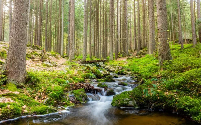 Běhej lesy Železná Ruda: Premiérové lesní běžecké dobrodružství v CHKO Šumava