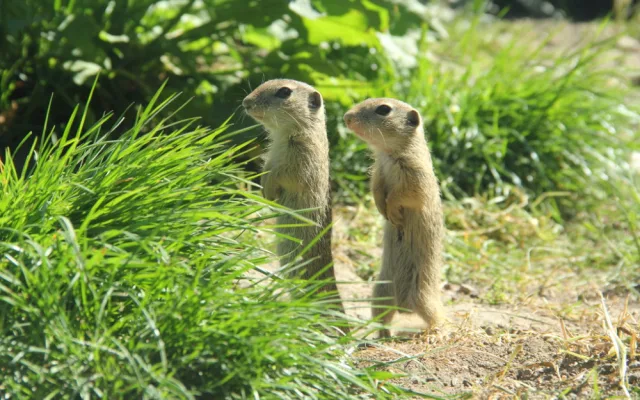 Akce Zachraň karase se koná v Jihočeské zoologické zahradě Hluboká nad Vltavou