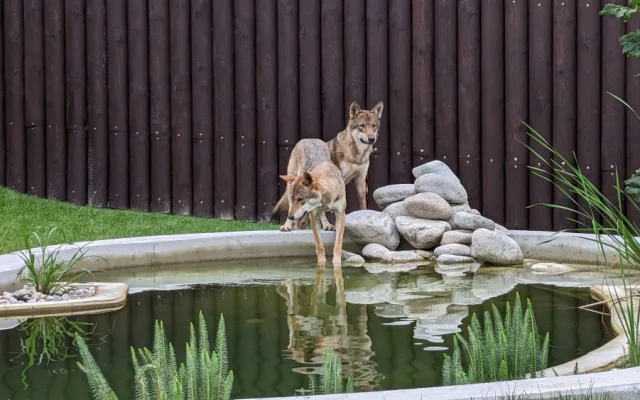 Záchranné centrum pro šelmy v táborské zoo pomohlo prvním zvířatům, útočiště v něm našla pětice vlků