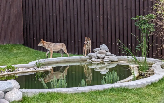 Záchranné centrum pro šelmy v táborské zoo pomohlo prvním zvířatům, útočiště v něm našla pětice vlků