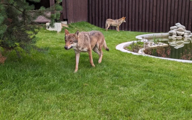 Záchranné centrum pro šelmy v táborské zoo pomohlo prvním zvířatům, útočiště v něm našla pětice vlků