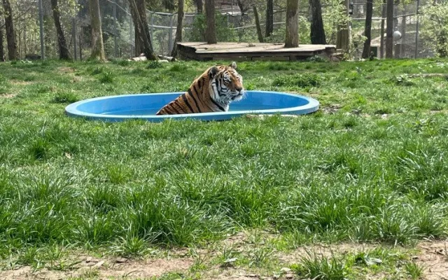 FOTO: Bazén, studená sprcha i ledové dorty. Zvířata v zoo si užívají letní ochlazení