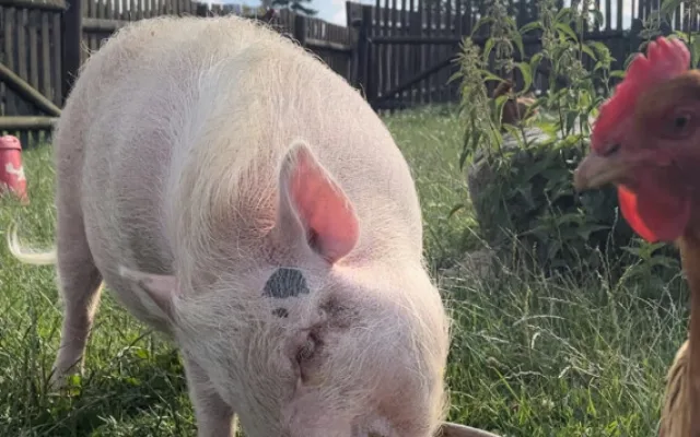 FOTO: Bazén, studená sprcha i ledové dorty. Zvířata v zoo si užívají letní ochlazení