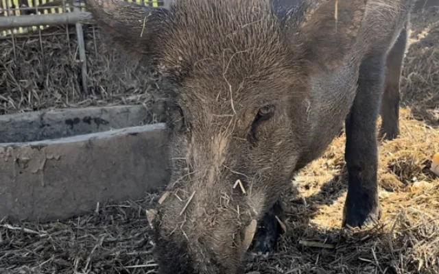 FOTO: Bazén, studená sprcha i ledové dorty. Zvířata v zoo si užívají letní ochlazení
