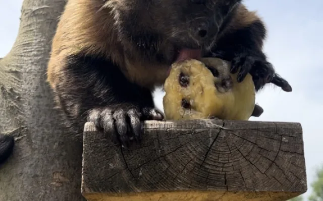 FOTO: Bazén, studená sprcha i ledové dorty. Zvířata v zoo si užívají letní ochlazení