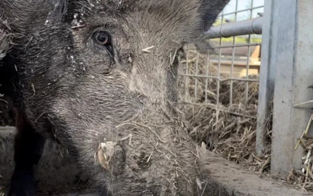 FOTO: Bazén, studená sprcha i ledové dorty. Zvířata v zoo si užívají letní ochlazení