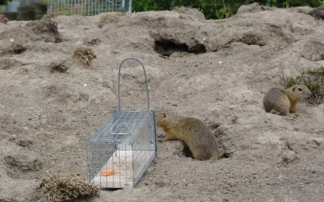 Zoo Hluboká pomáhá s návratem syslů do krajiny, na Strakonicku a v Českém středohoří vypustila dalších 95 jedinců