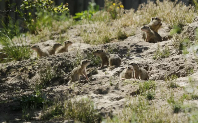 Zoo Hluboká pomáhá s návratem syslů do krajiny, na Strakonicku a v Českém středohoří vypustila dalších 95 jedinců