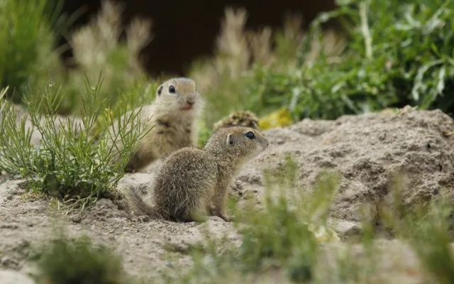 Zoo Hluboká pomáhá s návratem syslů do krajiny, na Strakonicku a v Českém středohoří vypustila dalších 95 jedinců