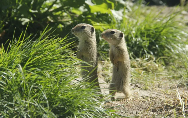 Zoo Hluboká pomáhá s návratem syslů do krajiny, na Strakonicku a v Českém středohoří vypustila dalších 95 jedinců
