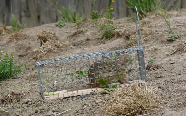 Zoo Hluboká pomáhá s návratem syslů do krajiny, na Strakonicku a v Českém středohoří vypustila dalších 95 jedinců