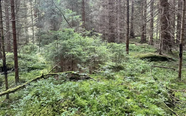 Návštěvníci Šumavy mohou vyrazit na novou zážitkovou trasu. Projdou mýtinou, lesem i přes brod