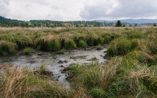 S obnovou rašelinišť v NP Šumava pomůže mezinárodní skupina dobrovolníků
