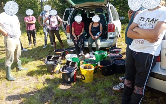 Gangy sběračů borůvek drancují lesy v NP Šumava. Strážci jim rozdali pokuty za více než čtvrt milionu korun