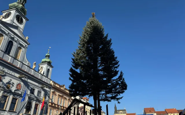 Náměstí Přemysla Otakara II. zdobí od soboty vánoční strom. Do Budějc ho přivezli z Neznašova