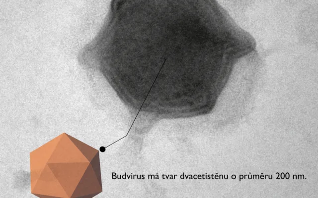 Budvirus dvacetistěn_b