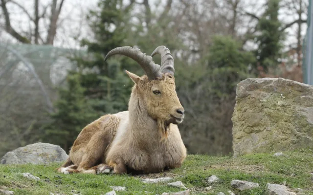Jarní prázdniny v Zoo Hluboká nad Vltavou: Přijďte zažít kouzlo přírody a radost z mláďat