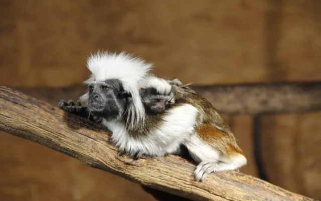 Jarní prázdniny v Zoo Hluboká nad Vltavou: Přijďte zažít kouzlo přírody a radost z mláďat