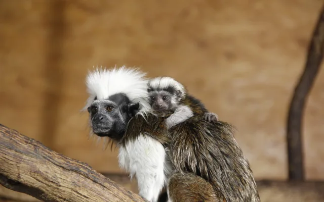 Jarní prázdniny v Zoo Hluboká nad Vltavou: Přijďte zažít kouzlo přírody a radost z mláďat