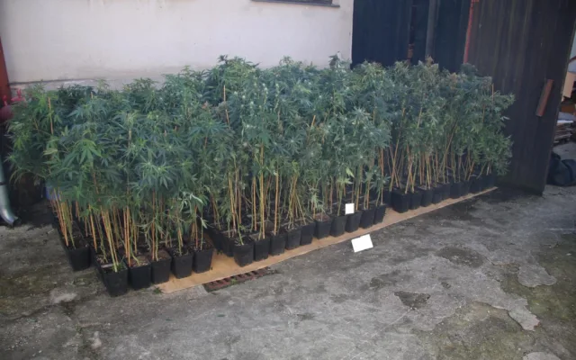 Jihočeští policisté odhalili tři pěstírny marihuany, zabavili v nich téměř 500 vzrostlých rostlin
