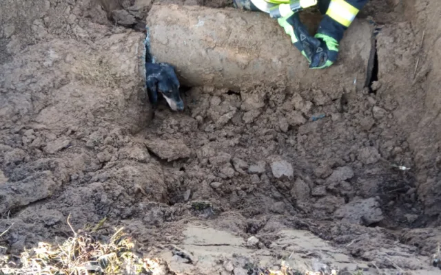 Jezevčík uvízl v potrubí. Hasičům se podařilo ho po 27 hodinách zachránit