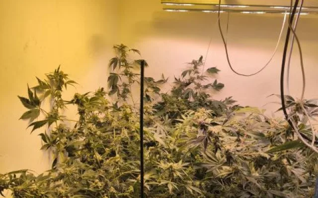 Policie našla u muže z Táborska téměř sto rostlin konopí a kilo marihuany