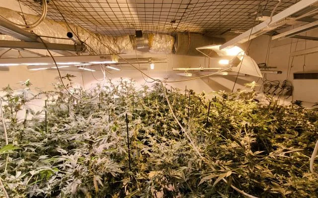 Policie našla u muže z Táborska téměř sto rostlin konopí a kilo marihuany