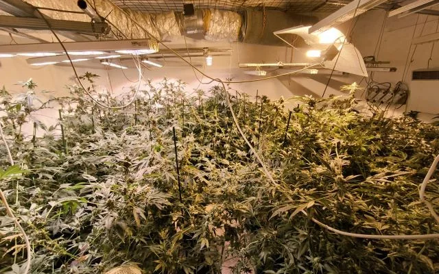 Policie našla u muže z Táborska téměř sto rostlin konopí a kilo marihuany