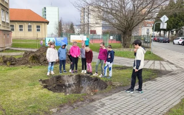 Strakonice nechaly kvůli úpravě vozovky přesadit čtyři pětadvacetileté habry
