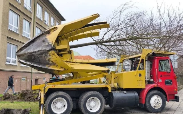 Strakonice nechaly kvůli úpravě vozovky přesadit čtyři pětadvacetileté habry