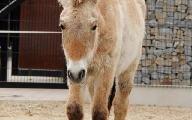 Užijte si Velikonoce v Zoo Hluboká: Den plný zážitků pro celou rodinu