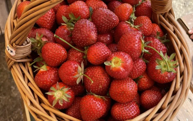 Startuje populární samosběr jahod ve Vodňanech. Přijďte si natrhat čerstvé a chutné plody