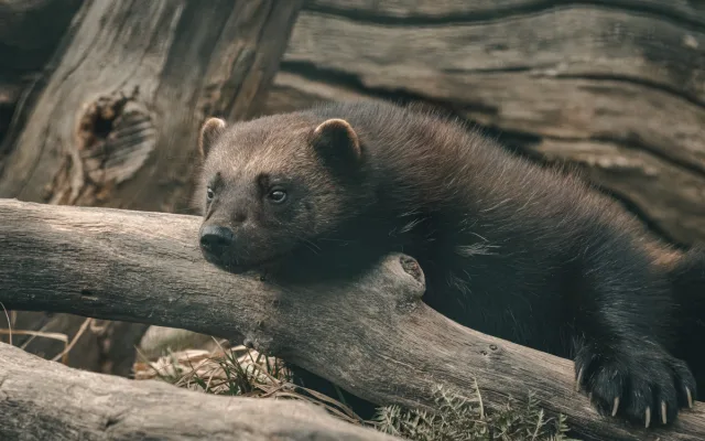 Objevte svět zvířat v Zoo Hluboká – letní dobrodružství, které vás nadchne