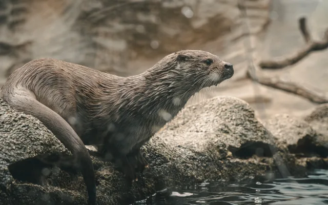 Objevte svět zvířat v Zoo Hluboká – letní dobrodružství, které vás nadchne