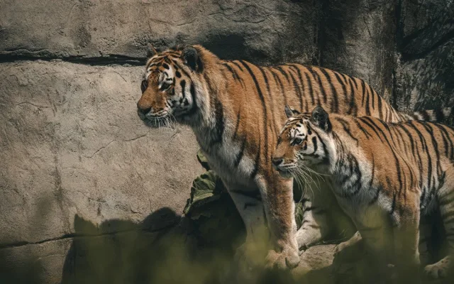 Objevte svět zvířat v Zoo Hluboká – letní dobrodružství, které vás nadchne